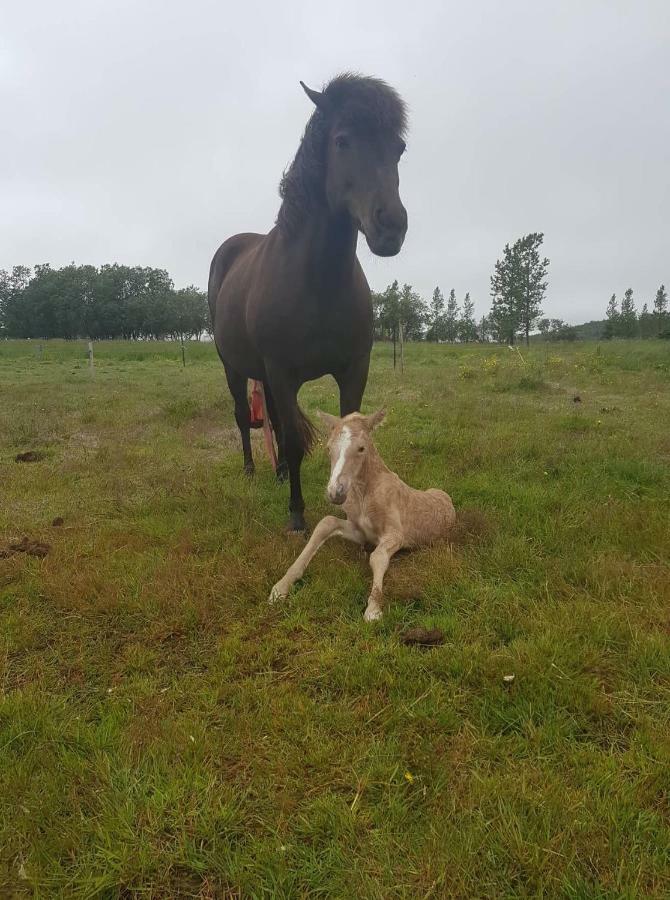 Vorsabær Apartment Selfoss Eksteriør billede